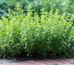 Dehner Garten- & Heilkräuter|Küchenkräuter - Pizza-Oregano Hellgrün