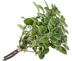 Dehner Garten- & Heilkräuter|Küchenkräuter - Pizza-Oregano Hellgrün