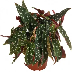 Dehner Grünpflanzen|Solitärpflanzen - Polka-Dot Begonie - Begonia maculata