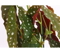 Dehner Grünpflanzen|Solitärpflanzen - Polka-Dot Begonie - Begonia maculata