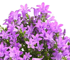 Dehner Glockenblumen > Polster-Glockenblume 'Ocean', 6er Schale