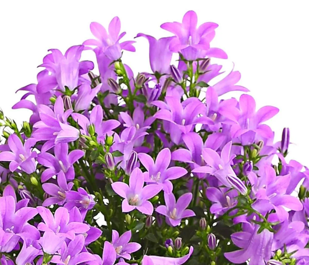Dehner Glockenblumen > Polster-Glockenblume 'Ocean', 6er Schale