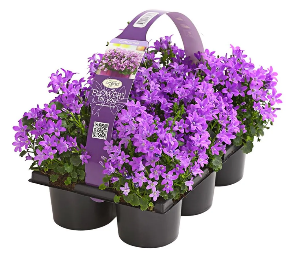 Dehner Glockenblumen > Polster-Glockenblume 'Ocean', 6er Schale