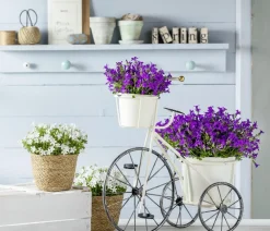 Dehner Glockenblumen > Polster-Glockenblume 'Ocean', 6er Schale