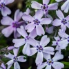 Dehner Bodendecker & Efeu|Steingartenstauden > Polster-Phlox, verschiedene Farben