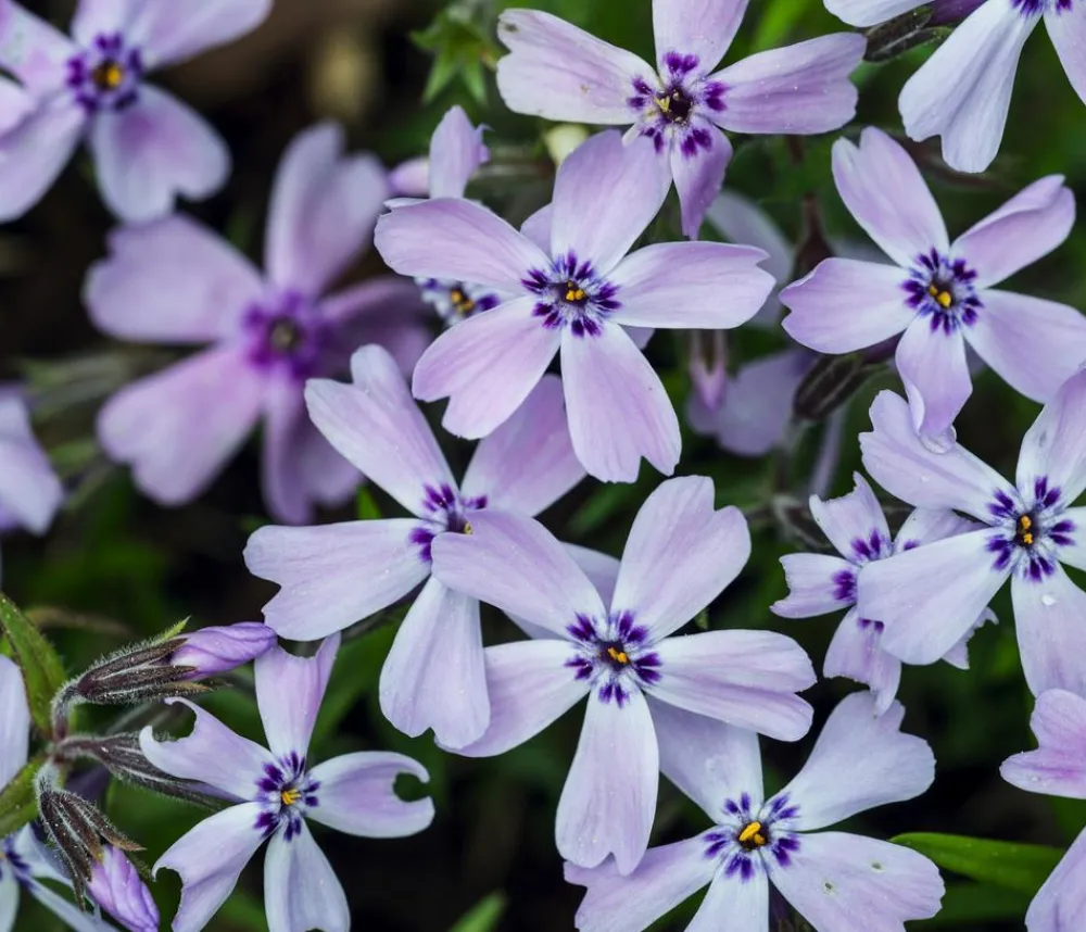 Dehner Bodendecker & Efeu|Steingartenstauden > Polster-Phlox, verschiedene Farben