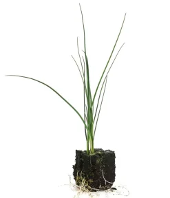 Dehner Gartengemüse - Porree - Lauch, Pflanzschale