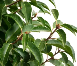 Dehner Laubgehölze|Xxl-Gartenpflanzen > Portugiesischer Kirschlorbeer