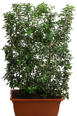 Dehner Laubgehölze|Fertighecken - Portugiesischer Kirschlorbeer 'Brenelia', ca. 170 cm Dunkelgrün