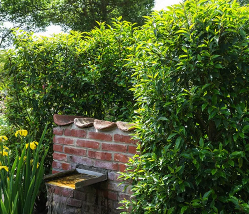 Dehner Laubgehölze|Xxl-Gartenpflanzen - Portugiesischer Kirschlorbeer Grün