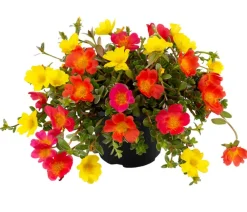 Dehner Hängende Sommerblüher|Sommerblumen > Portulakröschen