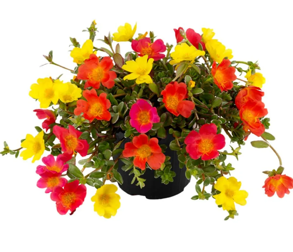 Dehner Hängende Sommerblüher|Sommerblumen > Portulakröschen