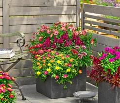 Dehner Hängende Sommerblüher|Sommerblumen > Portulakröschen