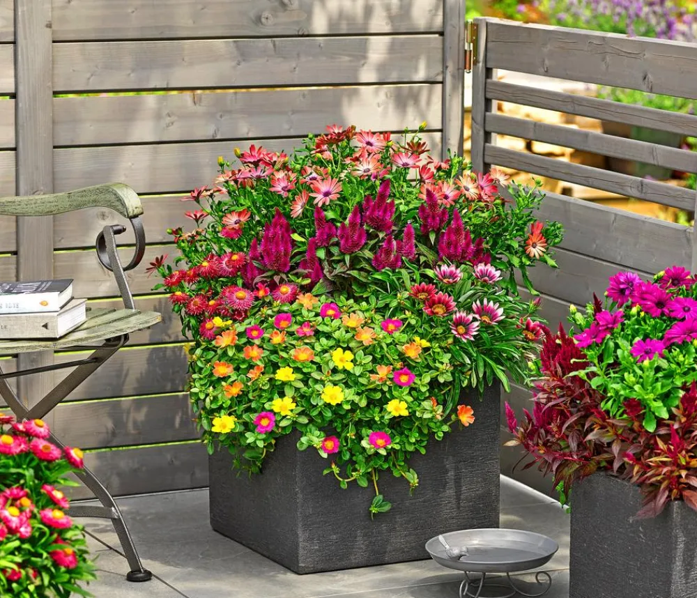 Dehner Hängende Sommerblüher|Sommerblumen > Portulakröschen
