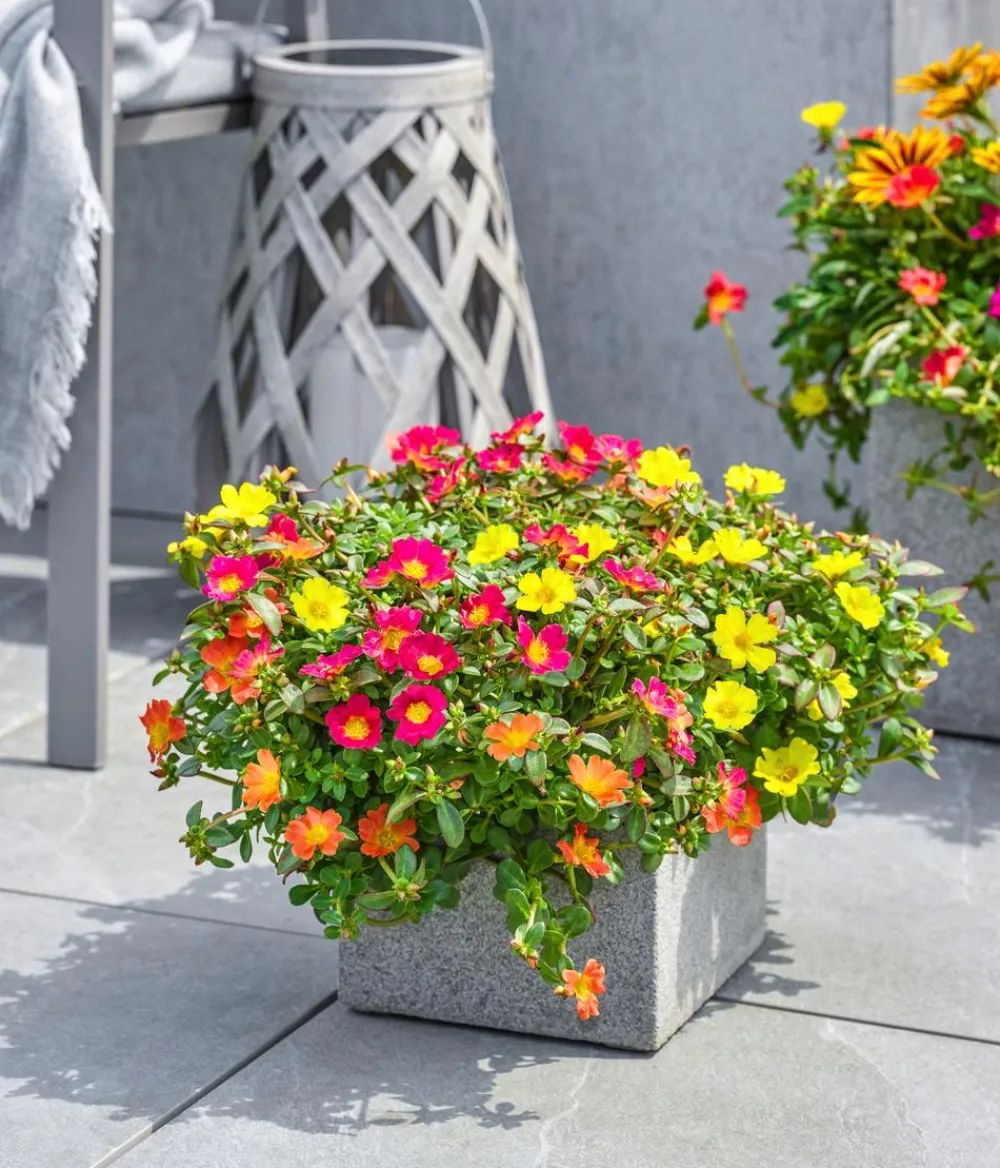 Dehner Hängende Sommerblüher|Sommerblumen > Portulakröschen