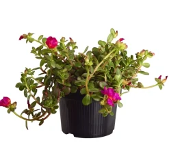 Dehner Hängende Sommerblüher|Sommerblumen - Portulakröschen