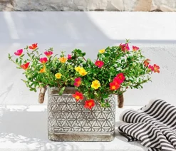 Dehner Hängende Sommerblüher|Sommerblumen - Portulakröschen