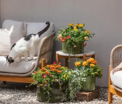 Dehner Hängende Sommerblüher|Sommerblumen - Portulakröschen