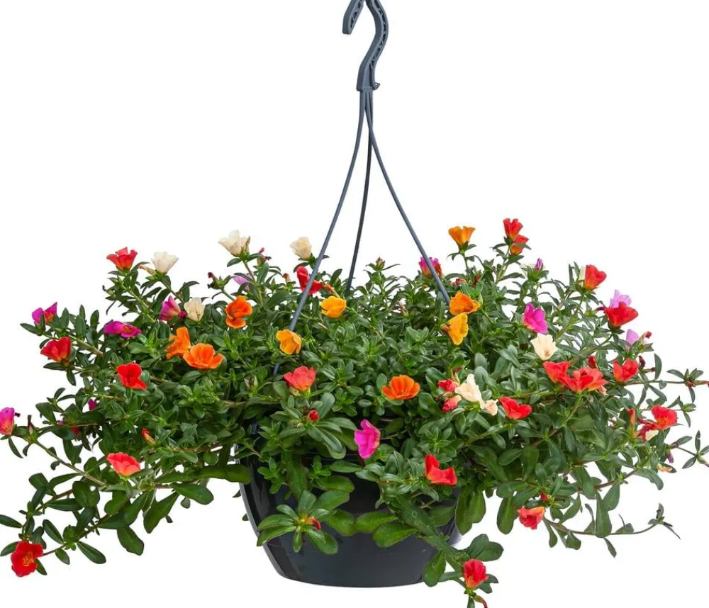 Dehner Pflanzenampeln|Hängende Sommerblüher - Portulakröschen, Ampel