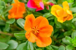Dehner Pflanzenampeln|Hängende Sommerblüher - Portulakröschen, Ampel