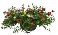 Dehner Portulakröschen, Schale Discount