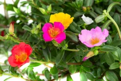 Dehner Portulakröschen, Schale Discount