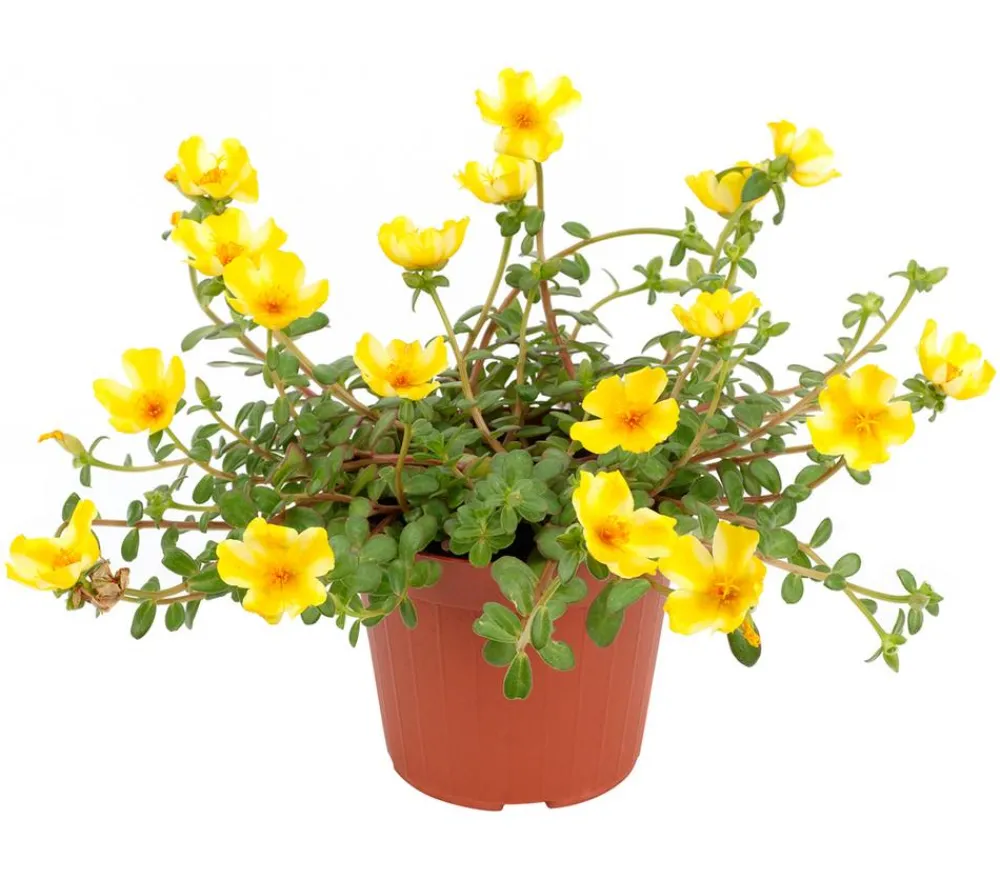 Dehner Hängende Sommerblüher|Sommerblumen > Portulakröschen, zweifarbig, verschiedene Sorten
