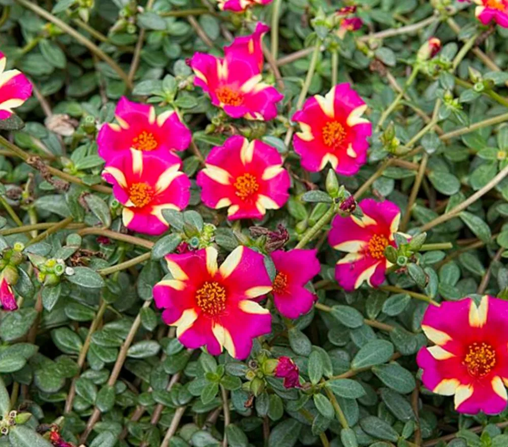 Dehner Hängende Sommerblüher|Sommerblumen > Portulakröschen, zweifarbig, verschiedene Sorten