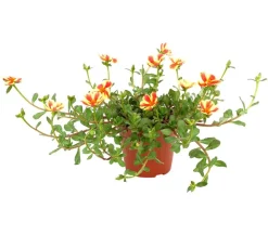 Dehner Hängende Sommerblüher|Sommerblumen > Portulakröschen, zweifarbig, verschiedene Sorten