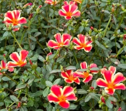 Dehner Hängende Sommerblüher|Sommerblumen > Portulakröschen, zweifarbig, verschiedene Sorten