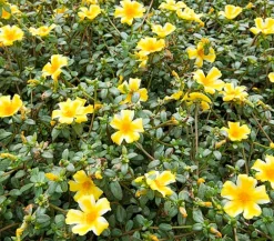 Dehner Hängende Sommerblüher|Sommerblumen > Portulakröschen, zweifarbig, verschiedene Sorten