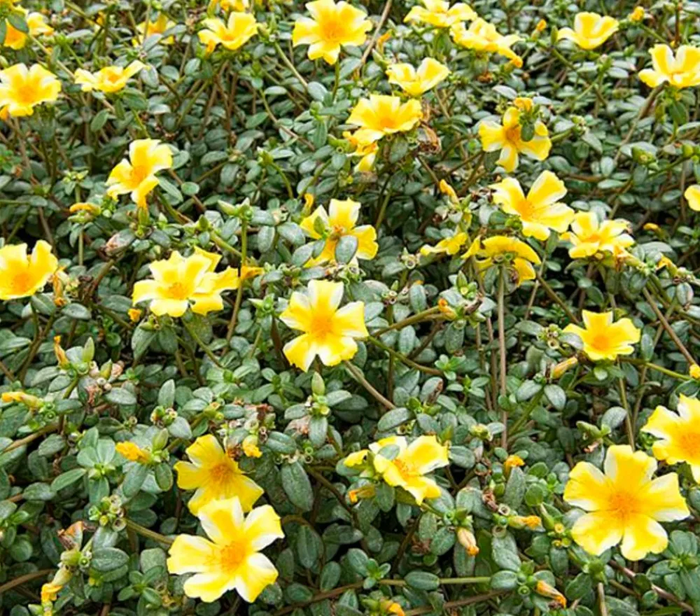 Dehner Hängende Sommerblüher|Sommerblumen > Portulakröschen, zweifarbig, verschiedene Sorten