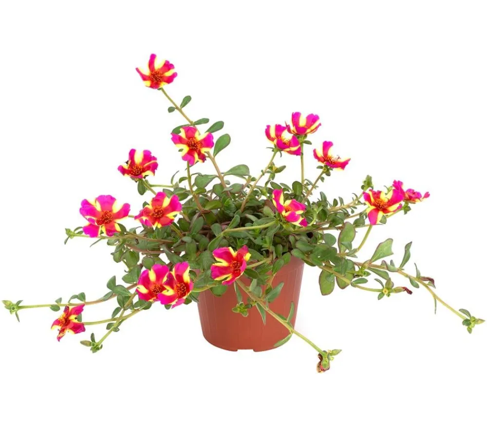 Dehner Hängende Sommerblüher|Sommerblumen > Portulakröschen, zweifarbig, verschiedene Sorten