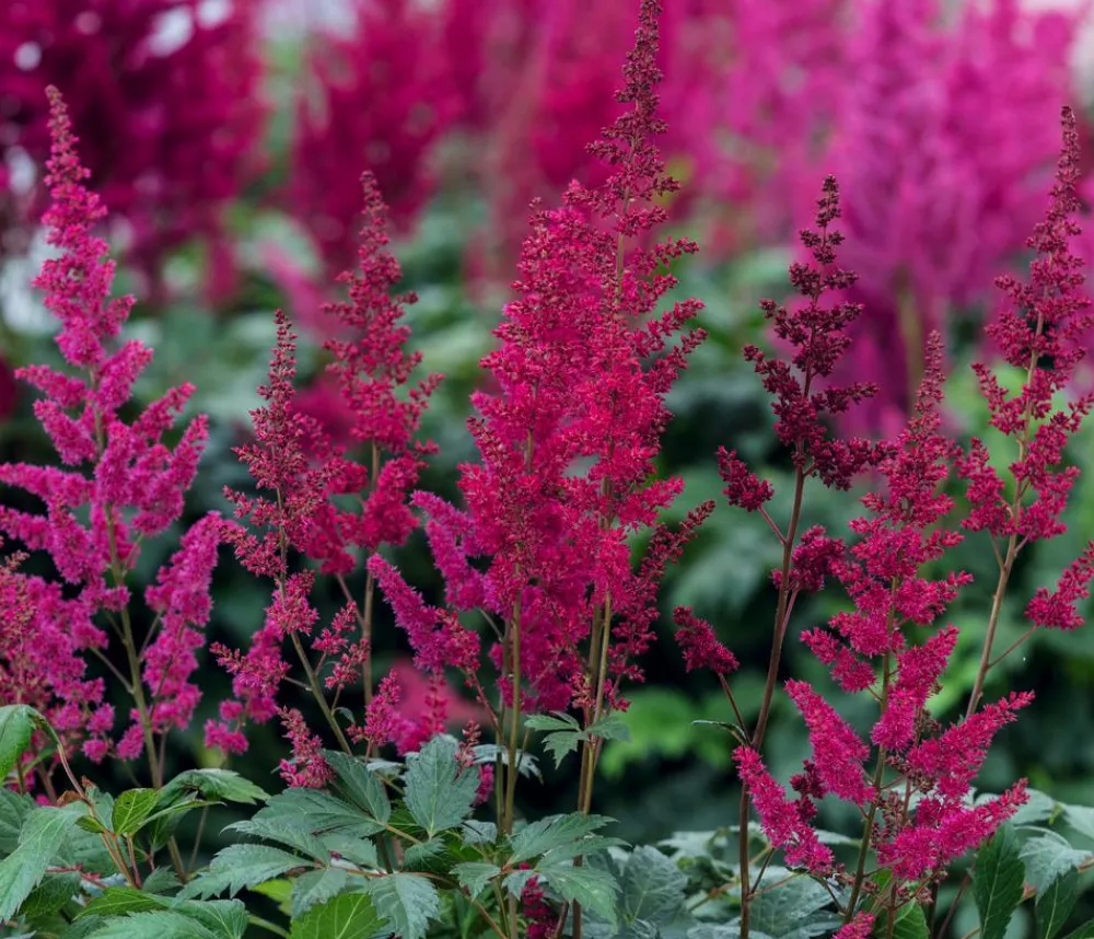 Dehner Sommerstauden|Blatt- & Schattenstauden > Prachtspiere, Astilbe