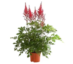 Dehner Sommerstauden|Blatt- & Schattenstauden > Prachtspiere, Astilbe