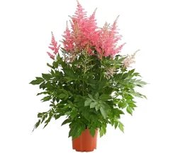Dehner Sommerstauden|Blatt- & Schattenstauden > Prachtspiere, Astilbe
