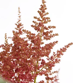 Dehner Sommerstauden|Blatt- & Schattenstauden > Prachtspiere, Astilbe