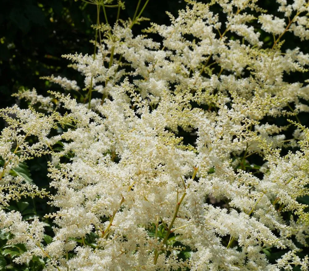 Dehner Sommerstauden|Blatt- & Schattenstauden > Prachtspiere, Astilbe