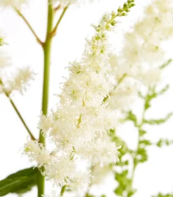 Dehner Sommerstauden|Blatt- & Schattenstauden > Prachtspiere, Astilbe