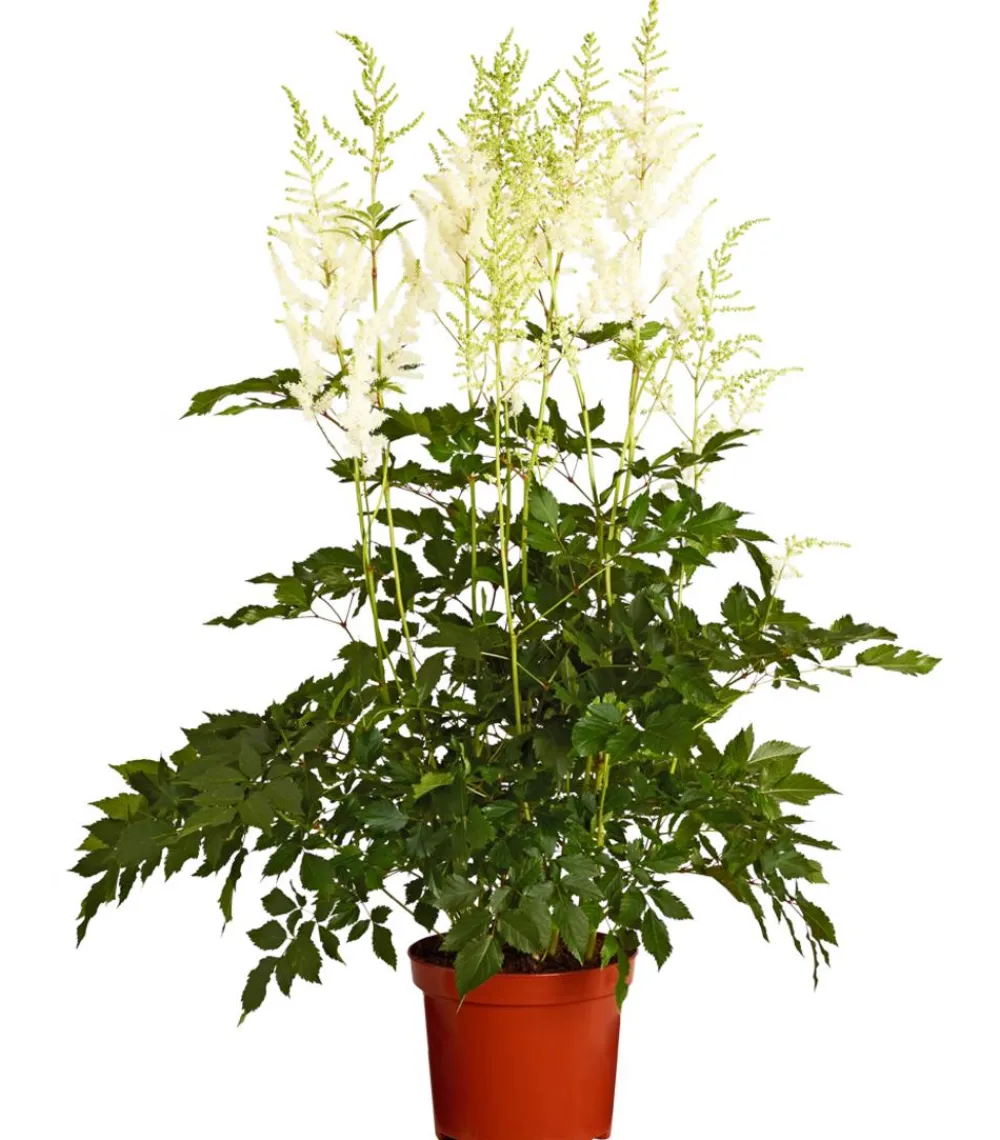 Dehner Sommerstauden|Blatt- & Schattenstauden > Prachtspiere, Astilbe