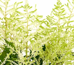 Dehner Prachtspiere, Astilbe Weiß Discount