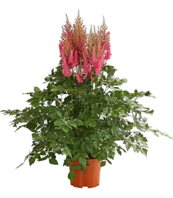Dehner Prachtspiere, Astilbe Rot