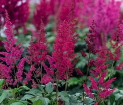 Dehner Prachtspiere, Astilbe Rot