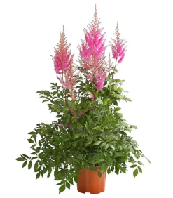 Dehner Sommerstauden|Blatt- & Schattenstauden - Prachtspiere, Astilbe Pink