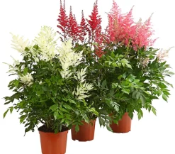 Dehner Blatt- & Schattenstauden > Prachtspiere, Astilbe, verschiedene Sorten