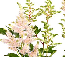 Dehner Blatt- & Schattenstauden > Prachtspiere, Astilbe, verschiedene Sorten