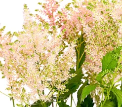 Dehner Prachtspiere, Astilbe, verschiedene Sorten Sale