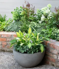 Dehner Prachtspiere, Astilbe, verschiedene Sorten Sale