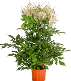 Dehner Prachtspiere, Astilbe, verschiedene Sorten Sale