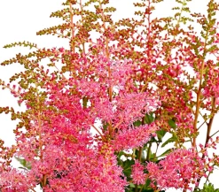 Dehner Prachtspiere, Astilbe, verschiedene Sorten Sale